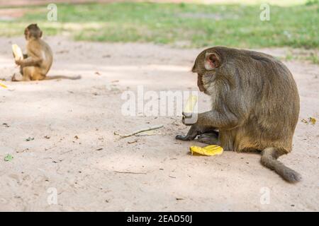 Affe sitzt auf dem Baum und frisst Banane, Natur Stockfoto