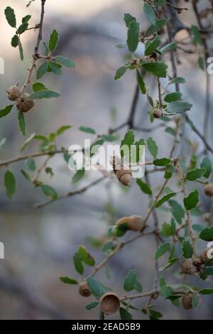 Acorn Nuss Fruit, California Scrub Oak, Quercus Berberidifolia, Fagaceae, einheimischen Strauch, Topanga State Park, Santa Monica Mountains, Winter. Stockfoto