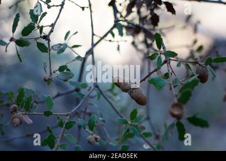 Acorn Nuss Fruit, California Scrub Oak, Quercus Berberidifolia, Fagaceae, einheimischen Strauch, Topanga State Park, Santa Monica Mountains, Winter. Stockfoto