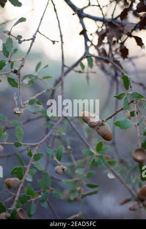 Acorn Nuss Fruit, California Scrub Oak, Quercus Berberidifolia, Fagaceae, einheimischen Strauch, Topanga State Park, Santa Monica Mountains, Winter. Stockfoto