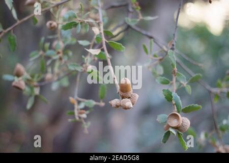 Acorn Nuss Fruit, California Scrub Oak, Quercus Berberidifolia, Fagaceae, einheimischen Strauch, Topanga State Park, Santa Monica Mountains, Winter. Stockfoto