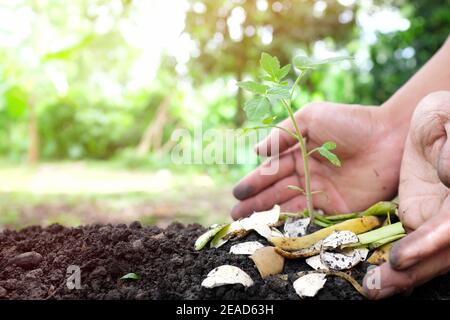 Hand setzen Lebensmittelreste und Eierschale als Kompost auf einem Tomatenkernling. Bio-Gemüseanbau Konzept. Stockfoto