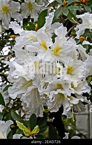 Eine Nahaufnahme von Rhododendron veitchianum in Kew Gardens Stockfoto