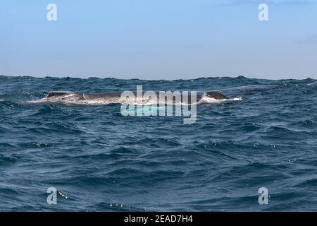 Buckelwale segeln im Machalilla Nationalpark, Ecuador Stockfoto