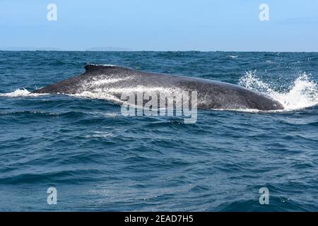 Buckelwale segeln im Machalilla Nationalpark, Ecuador Stockfoto