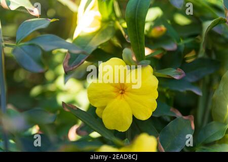 japanische Jasminblüte . Gelber Jasmin, japanischer Jasmin in yesilkoy istanbul türkei Stockfoto