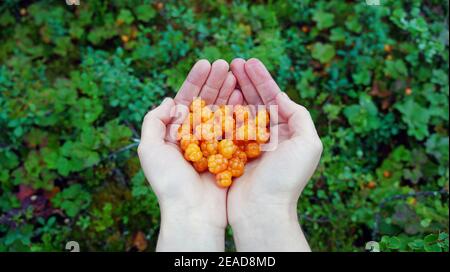 Moltebeeren in Palmen Stockfoto