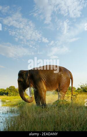 Elefant beim Wandern in der Savanne Stockfoto