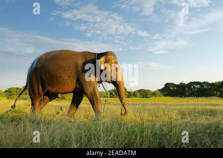 Elefant beim Wandern in der Savanne Stockfoto