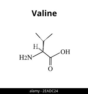 Valin-Aminosäure. Chemische Molekülformel der Valin-Aminosäure. Vektorgrafik auf isoliertem Hintergrund Stock Vektor
