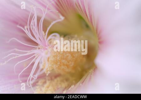 Schöne Makroaufnahme einer Blume mit ausgeprägtem polen, selektivem Fokus Bokeh Stockfoto
