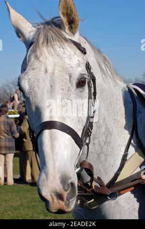 Gesicht eines grauen Rennpferdes, das um die Parade geführt wird Ring vor einem Rennen Stockfoto