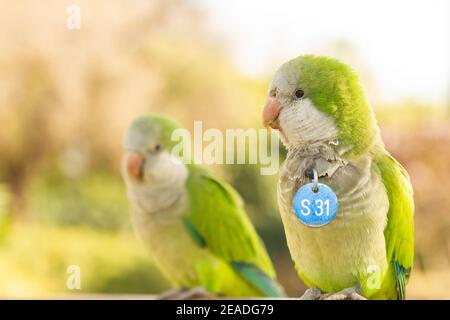 Selektive Aufnahme von ein paar Mönchssittichen Stockfoto