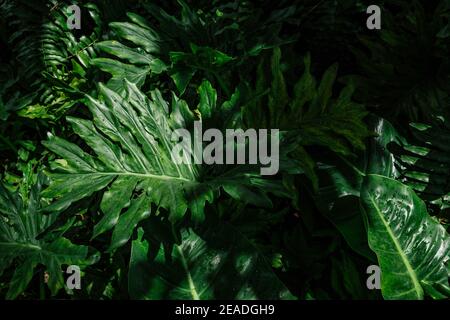 Lacy Baum philodendron oder selloum Licht und Schatten Hintergrund. Stockfoto
