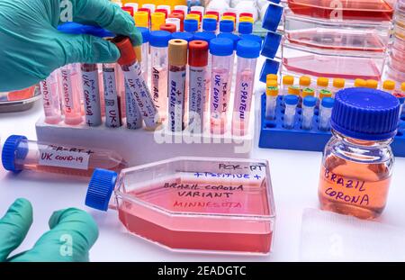 Wissenschaftler hält Durchstechflasche der Blutprobe mit positivem Ergebnis für Covid-19-Infektion der neuen Variante in Großbritannien, Konzeptbild Stockfoto