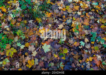 Herbstblätter in Deutschland bunte Blätter auf dem Boden mit Pilze