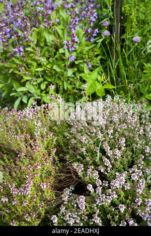 Schöner blühender Garten mit Schnittlauch, Lavendel, Rosmarin, Minze, Katzenminze und vielen anderen. Kräuter- und Heilpflanzen Garten. Stockfoto