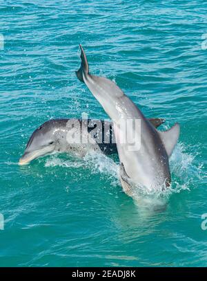 Delfine in Sian Kaan Bioreserve Mexiko spielen Stockfoto