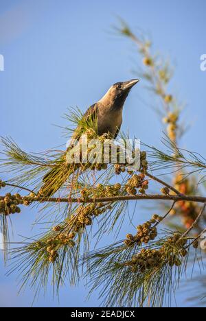 Hauskrähe - Corvus splendens, gemeine Schwarzkrähe aus asiatischen Wäldern und Wäldern, Thailand. Stockfoto