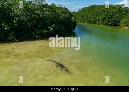Mexikanisches Krokodil ((Crocodylus moreletii) in Wasser in Mexiko Yucatan Stockfoto