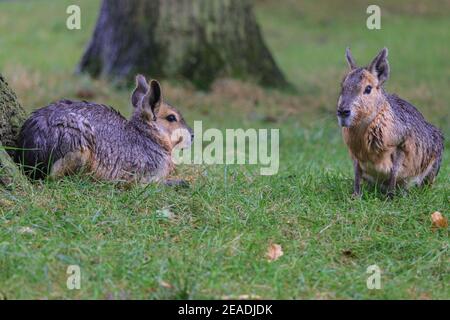 Zwei Erwachsene patagonische Maras (Dolichotis patagonum) sitzen im Gras Stockfoto