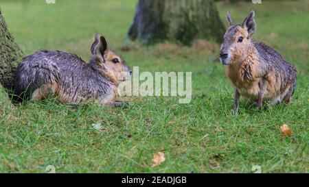 Zwei Erwachsene patagonische Maras (Dolichotis patagonum) sitzen im Gras Stockfoto