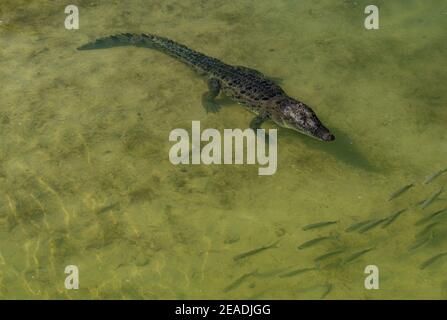 Mexikanisches Krokodil ((Crocodylus moreletii) in Wasser in Mexiko Yucatan Stockfoto