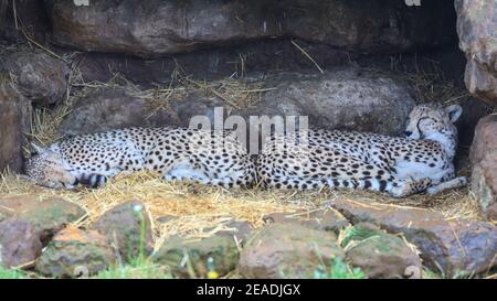 Zwei Geparden (Acinonyx jubatus), die in einem Außengehege, ZSL Whipsnade, UK, schlafen Stockfoto