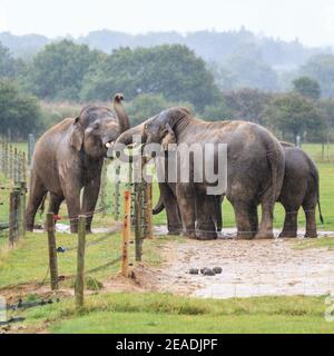 Asiatischer Elefant (Elephas maximus) Herde, Gruppe von asiatischen Elefanten, die in Outdoor-Paddock-Gefangenschaft interagieren, ZSL Whipsnade, Großbritannien Stockfoto
