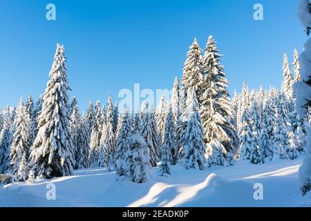 Fichte Nadelwald mit Schnee im Winter abgedeckt Stockfoto