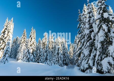 Fichte Nadelwald mit Schnee im Winter abgedeckt Stockfoto