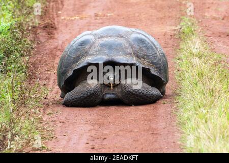 Riesenschildkröte im El Chato Schildkrötenreservat, Galapagos Inseln, Ecuador Stockfoto