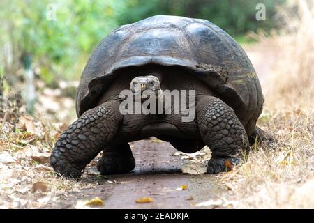 Riesenschildkröte im El Chato Schildkrötenreservat, Galapagos Inseln, Ecuador Stockfoto