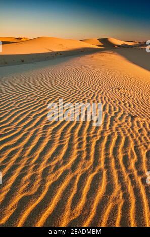 Dünen bei Sonnenaufgang, Monahans Sandhills Staatspark, Chihuahua-Wüste, Texas, USA Stockfoto