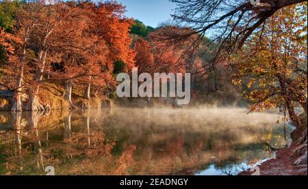 Bald Zypressen im frühen Morgennebel, entlang des Flusses, im Herbstlaub, Guadalupe River State Park in der Nähe von Bergheim, Texas, USA Stockfoto