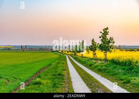 Sonnenuntergang über dem grünen Feld in der tschechischen republik Stockfoto