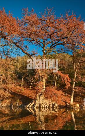 Bald Zypressen entlang des Flusses, im Herbstlaub, Guadalupe River State Park in der Nähe von Bergheim, Texas, USA Stockfoto