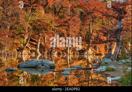 Bald Zypressen entlang des Flusses, im Herbstlaub, Guadalupe River State Park in der Nähe von Bergheim, Texas, USA Stockfoto