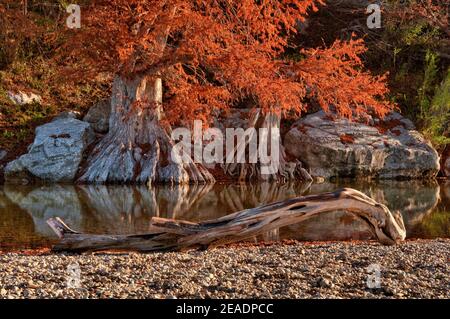 Bald Zypressen entlang des Flusses, im Herbstlaub, Guadalupe River State Park in der Nähe von Bergheim, Texas, USA Stockfoto