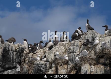 Guillemots (Uria aalge) und Kittiwakes (Rissa tridactyla) brüten. Stockfoto