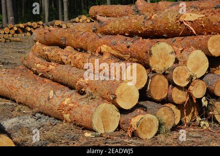 Eine Nahaufnahme auf einem Haufen von Kiefernstämmen, rauem Holz, Holz Rohstoff, gestapelt abgehauen Bäumen. Stockfoto