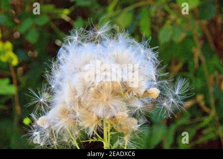 Löwenzahn im Gras Stockfoto