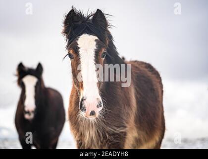 Schöne große irische Zigeunercob Pferde junge Fohlen Roaming wild Bei starkem Schnee am Boden, der durch Kälte in Richtung Kamera läuft Tief verschneite Winterfeld Stockfoto