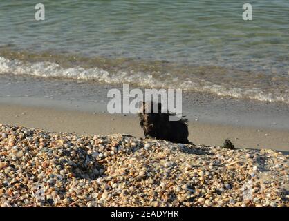 Ein kleines süßes Junge eines Marderhundes läuft entlang der sandigen Küste, um Fische und Krabben zu sammeln, die im Sommer von den Meereswellen ausgeworfen werden. Stockfoto