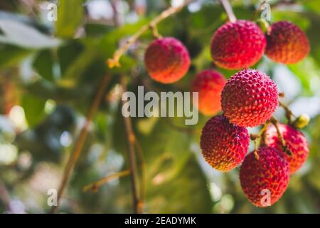 Close up reife Litschi Früchte auf Baum in der Plantage, Thailand Stockfoto