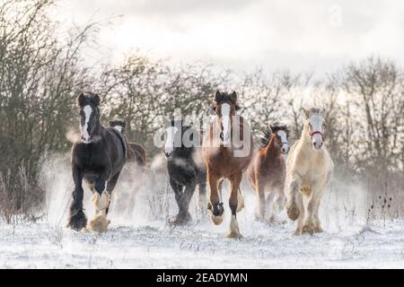 Schöne große Gruppe von irischen Gybsy Cob Pferde Fohlen laufen Wilder Schnee Boden in Richtung durch Kälte tief verschneiten Winterfeld Bei Sonnenuntergang galoppieren im Pack Stockfoto