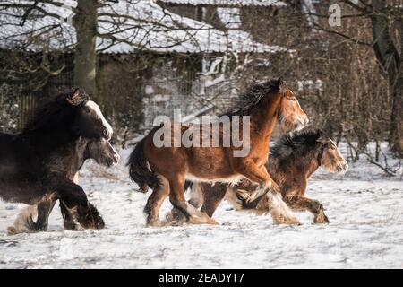 Schöne große Gruppe von irischen Gybsy Cob Pferde Fohlen laufen Wilder Schnee auf dem Boden in Richtung durch kalten tief verschneiten Winter Feld bei Sonnenuntergang galoppierende Packung Stockfoto