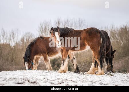 Schöne große irische Gypsy Cob Pferd Fohlen stehen wild in Schneefeld auf dem Boden mit Blick auf die Kamera durch Kälte tief Verschneite Winterlandschaft Shire Stockfoto