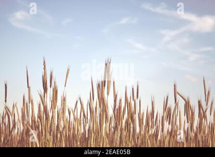 Retro toned picture of a grain field, selective focus. Stockfoto
