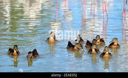 Gruppe der weiblichen Enten Stockente (Anas platyrhynchos) auf Wasser unter Flamingos in der Camargue ist ein natürlicher Region südlich von Arles, Frankreich Stockfoto